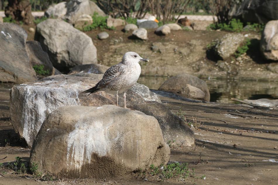 stone Bird Nature