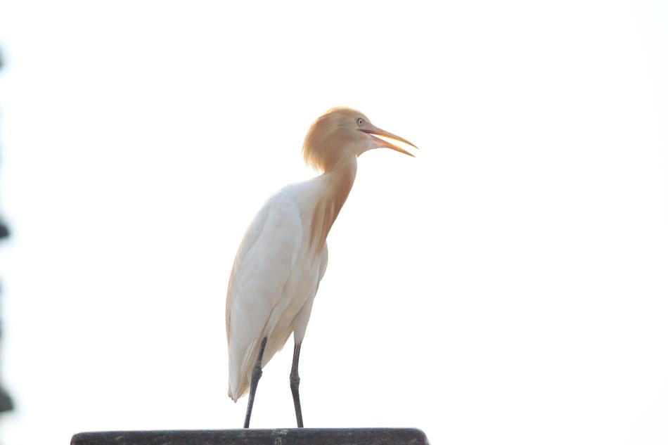egret on white