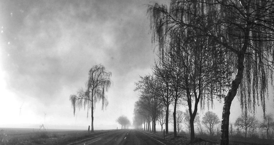 Road Gloomy Trees
