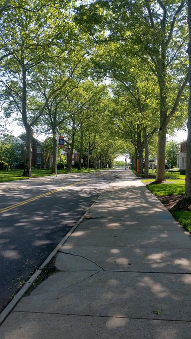Tree-Lined Street Sidewalk