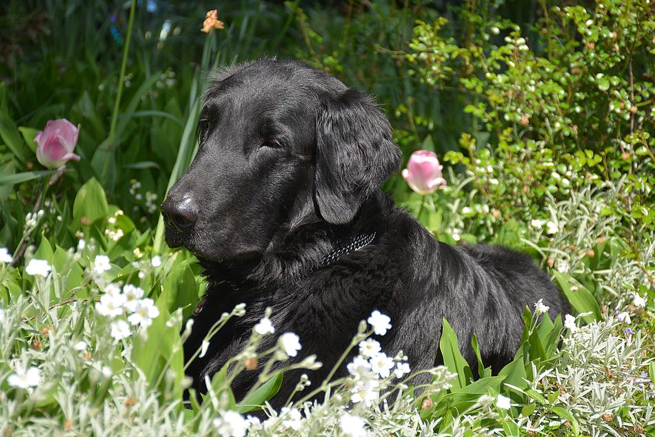 Dog Black in Garden