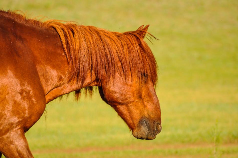 bright brown horse in profile