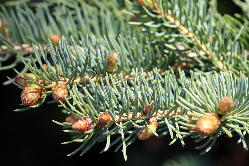 Fir Tree Plant Nature free image download