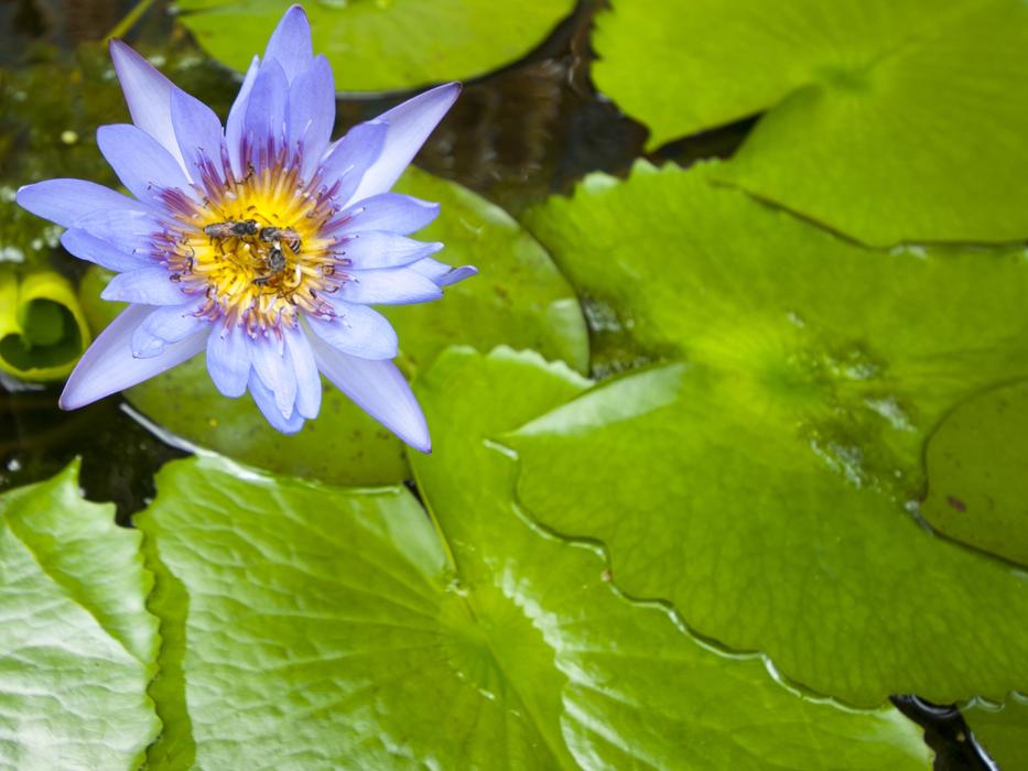 purple flower and green leaves in pond