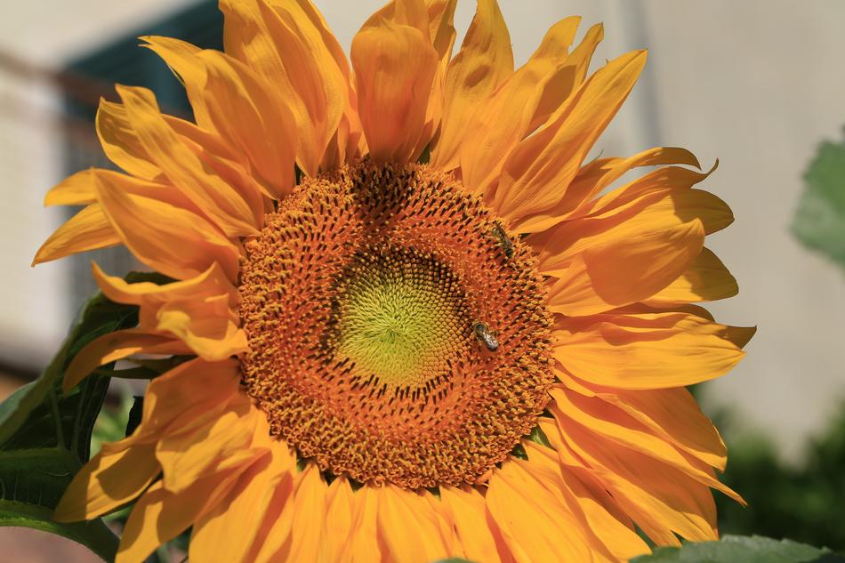 Sunflower Canon 100Mm