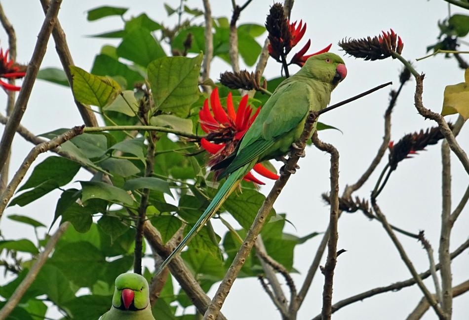 Green and red Parakeets among flowers, india, delhi
