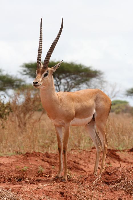 Gazelle Kenya Safari