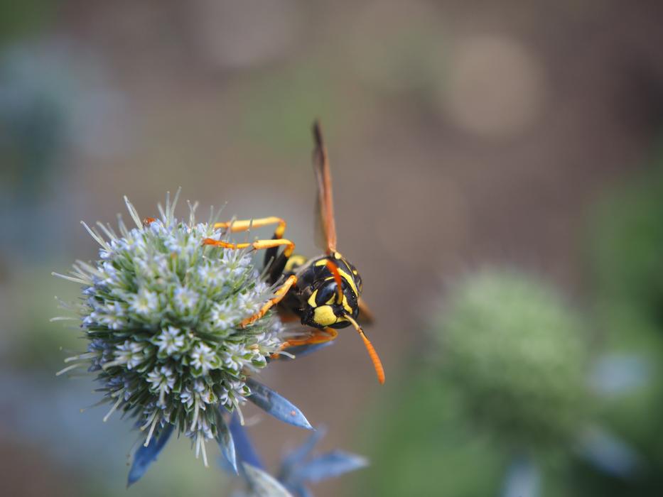 Wasp, Insect rests on Plant Close up, blur background