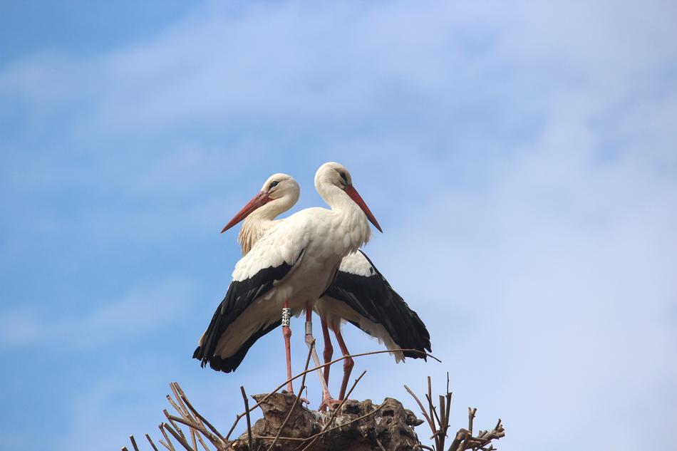 Stork Bird Animals and sky