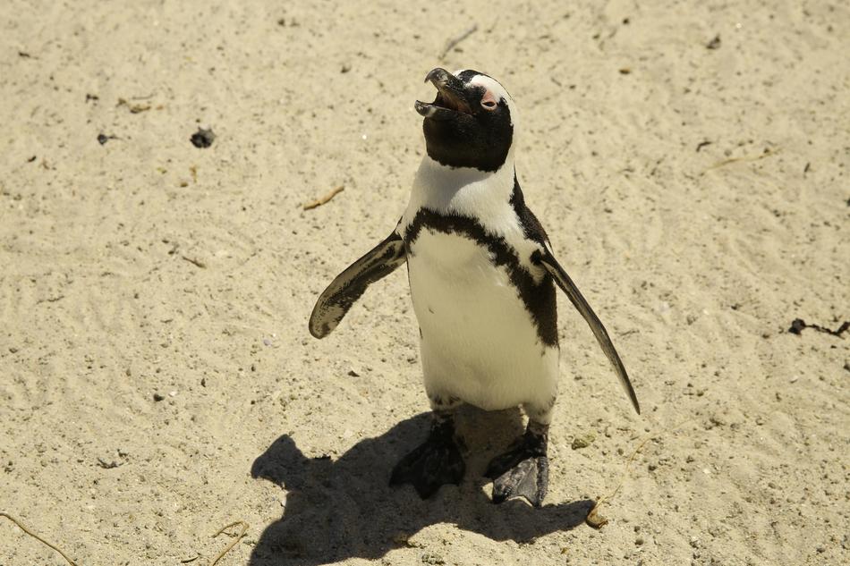 Beautiful and cute, white and black penguin on sand, in the Cape of Good Hope at South Pole