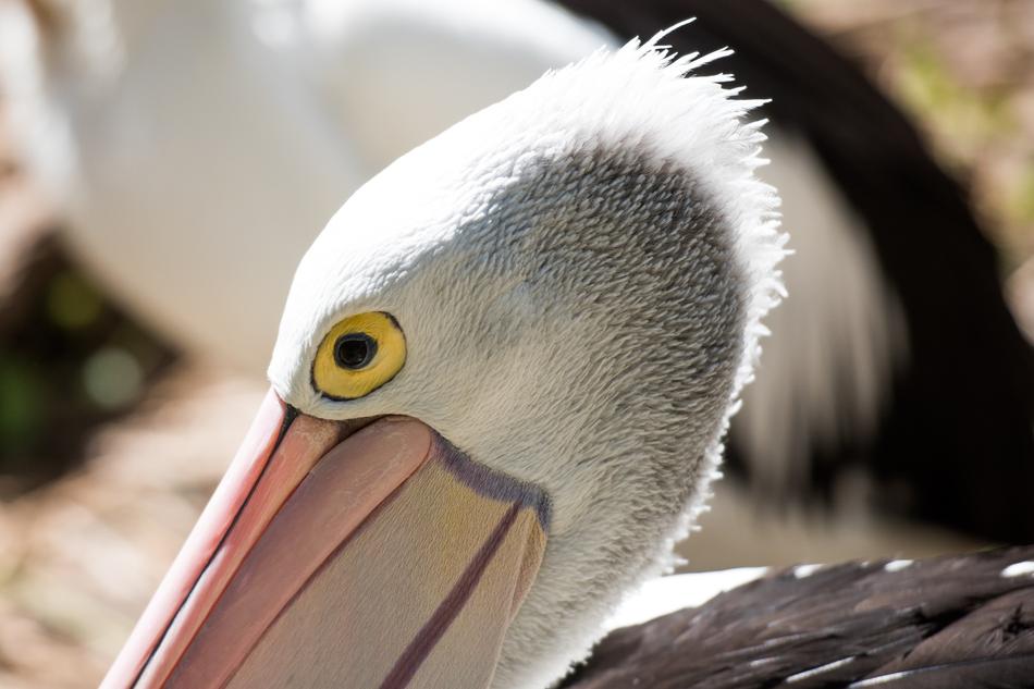 Pelican Eye on a blurred background