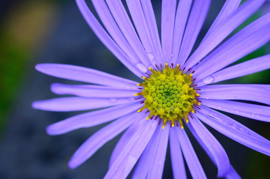 Flower Nature Natural