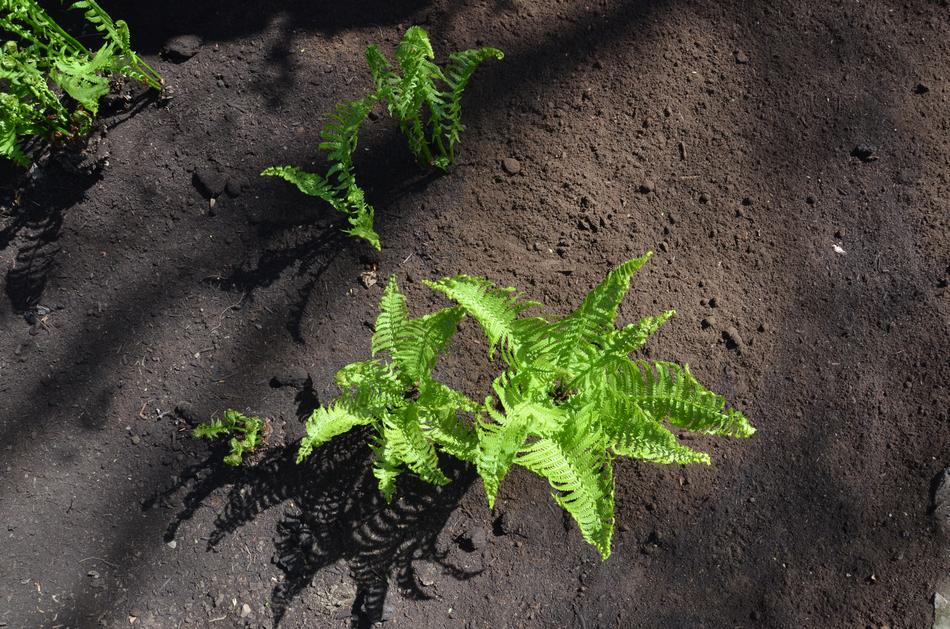 Ground Soil Outdoor