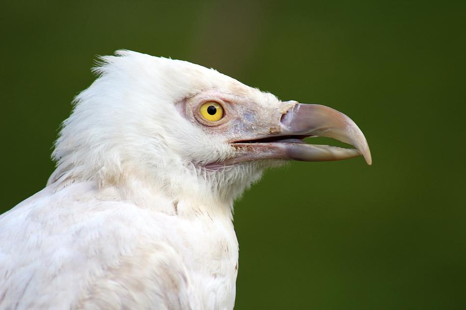 white bird close up on green blurred background
