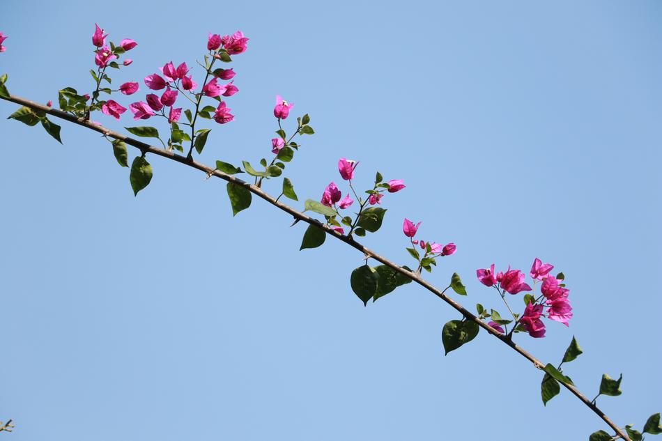 Bougainvillea