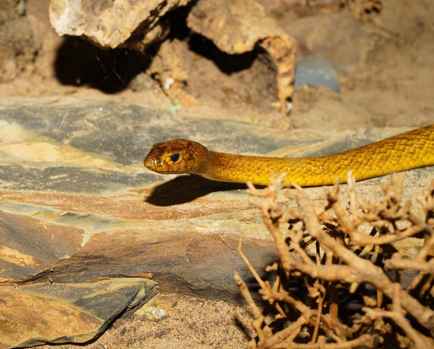 Taipan Australia Snake Inland