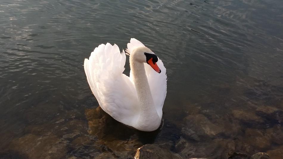 Swan Water Bird