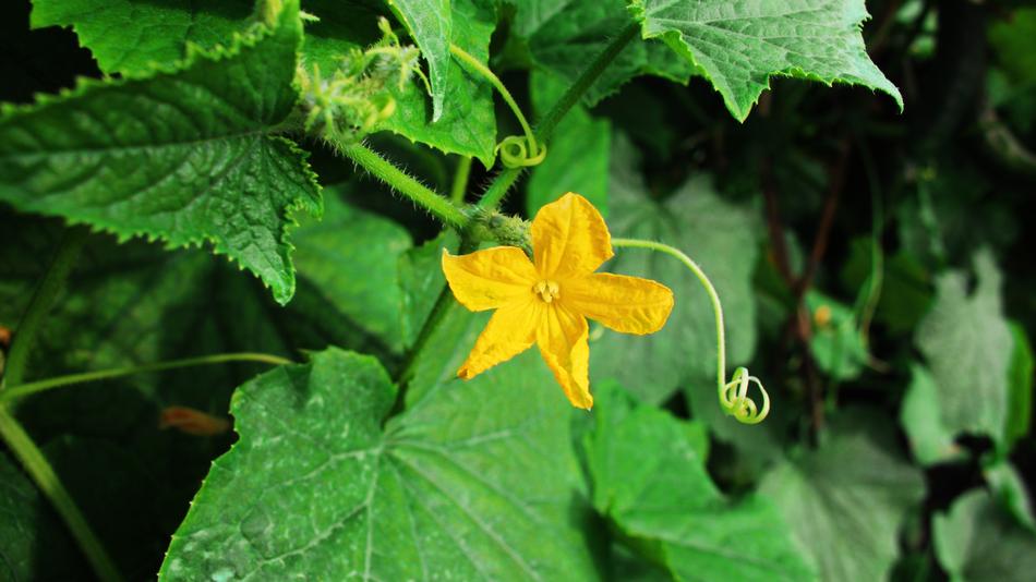 small yellow flower on a bush