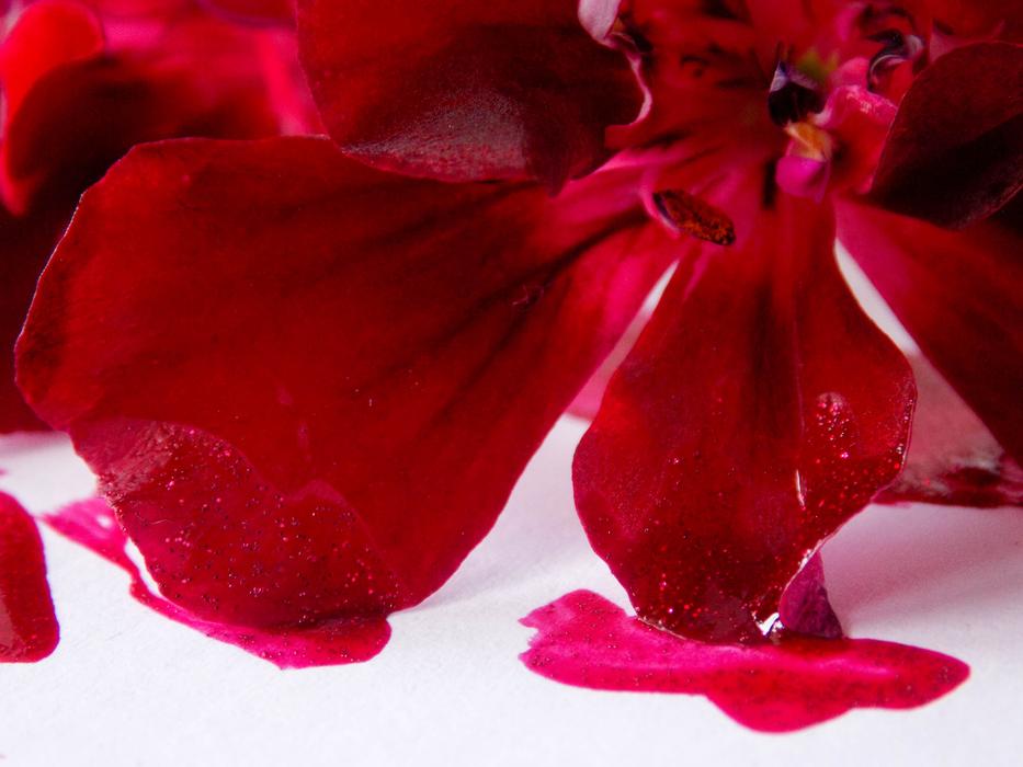 flower petals in pink drops.