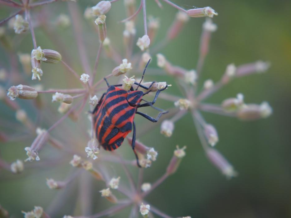 black beetle in red lines