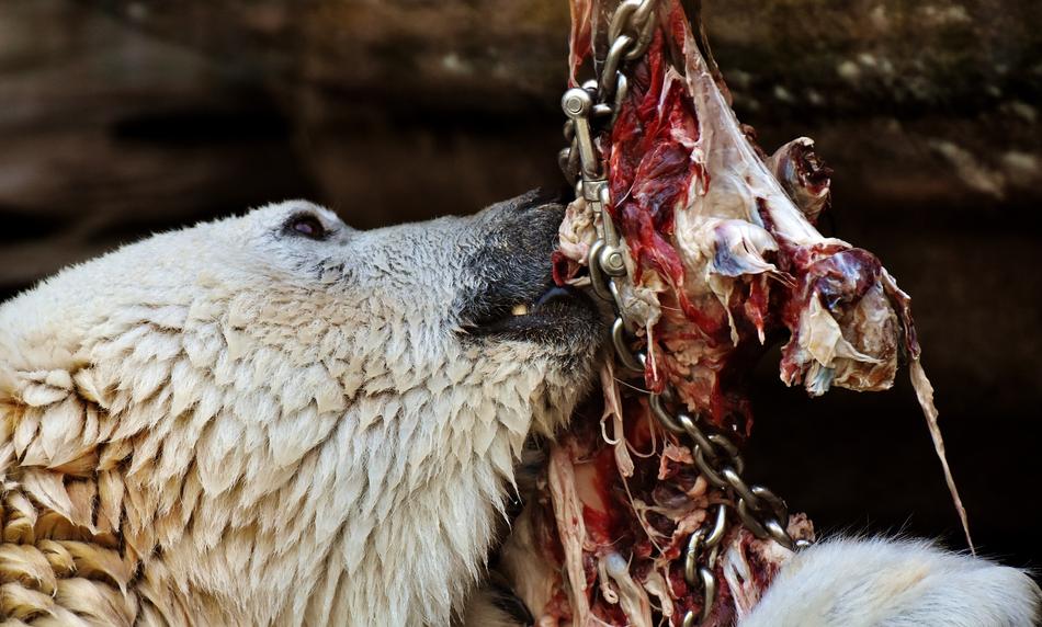Polar Bear Feeding Meat