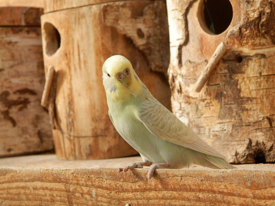 green Parakeet on Wood near nesting box