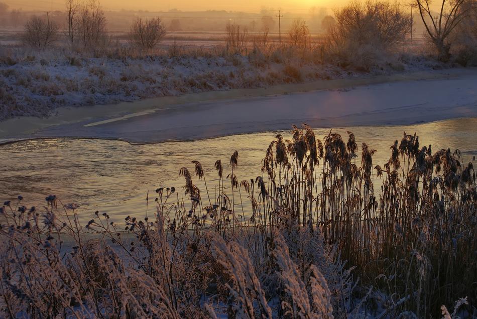 river in snow and reeds