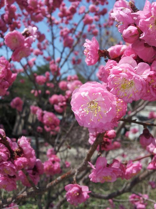 plum blossoms are beautiful