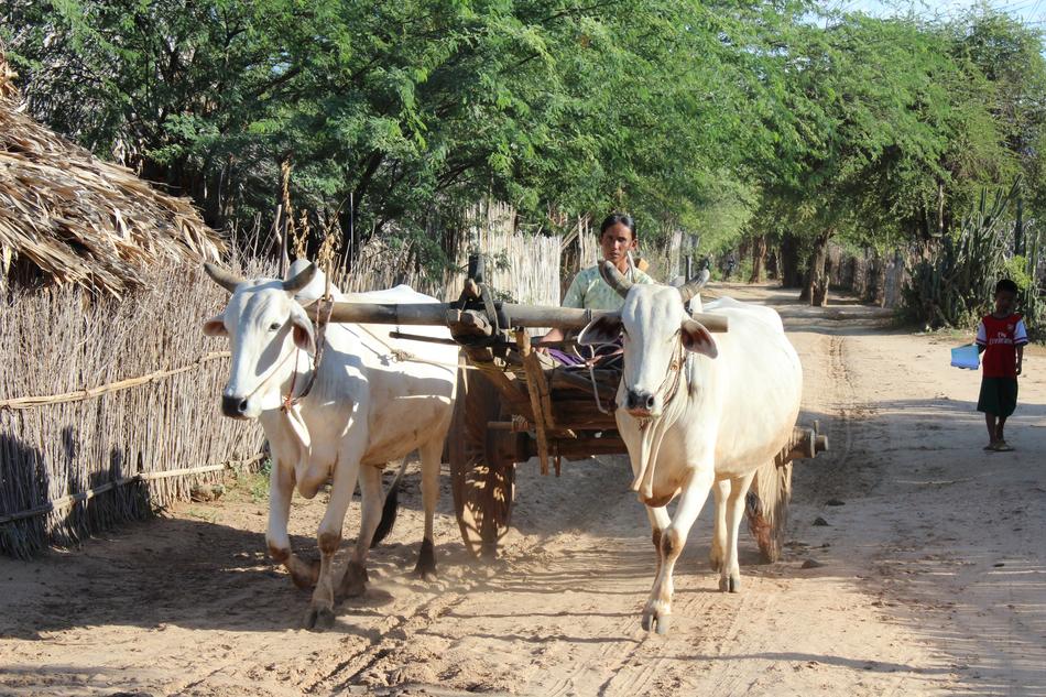 Burma Oxcart Myanmar