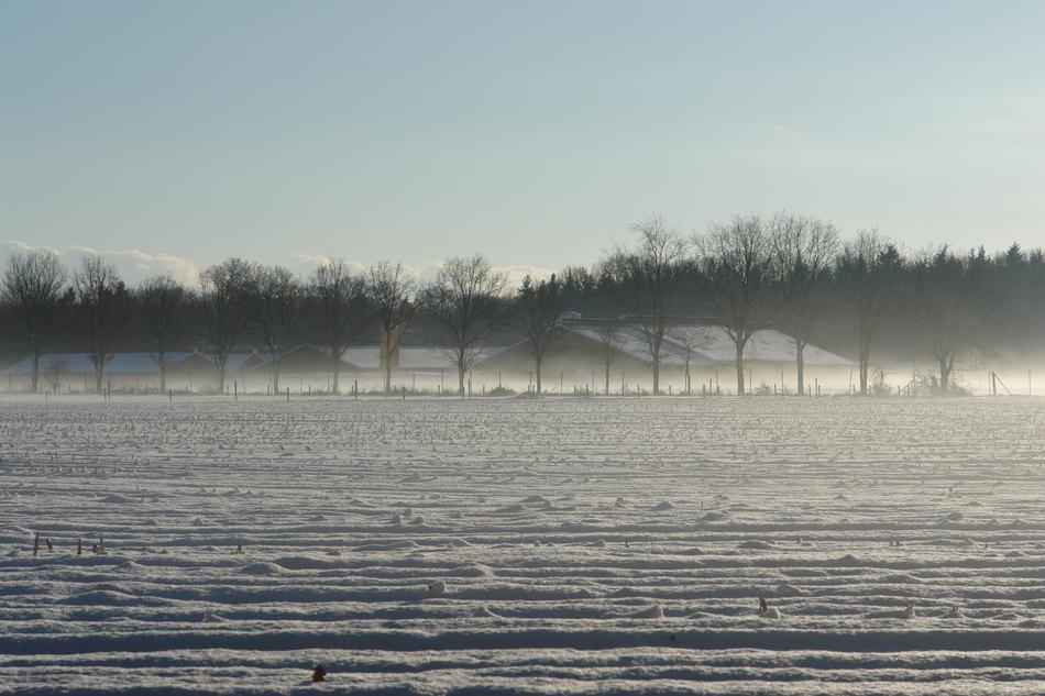Veluwe Snow