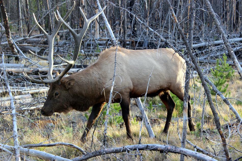 Beautiful and cute Wapiti deer among the colorful plants in the Yellowstone National Park in USA