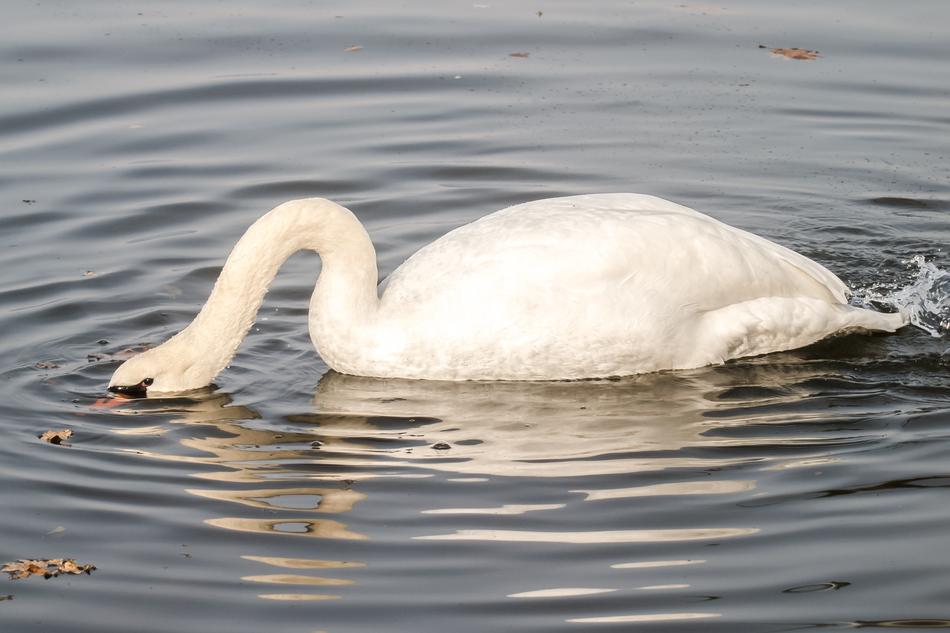 Mute Swan Bird in Water