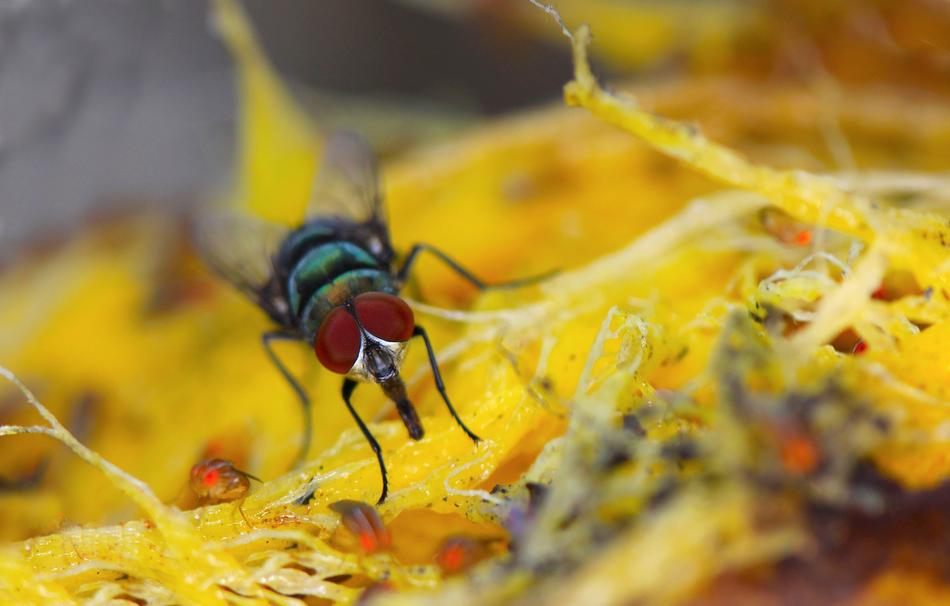 Fly Macro Mango