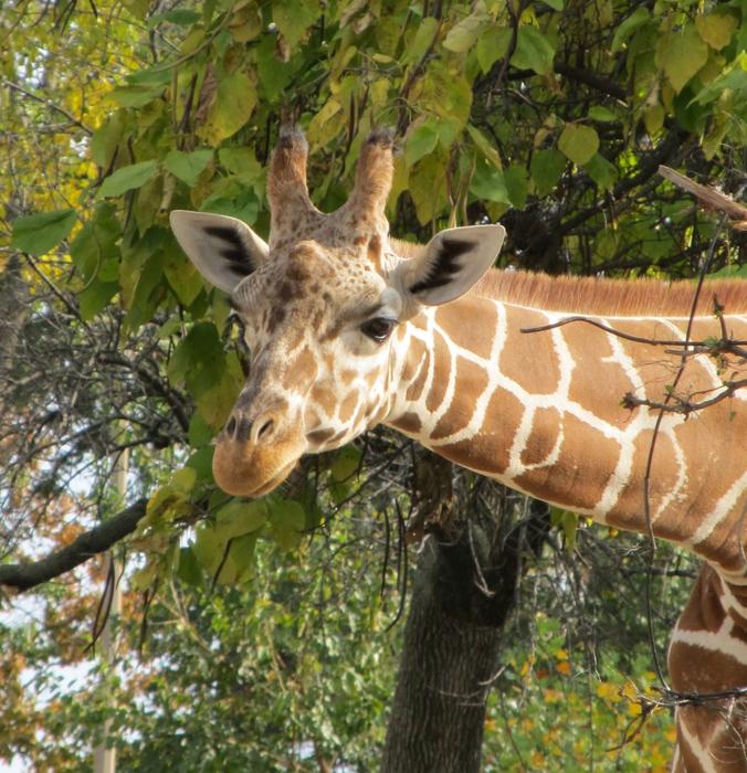 giraffe among green trees at the zoo