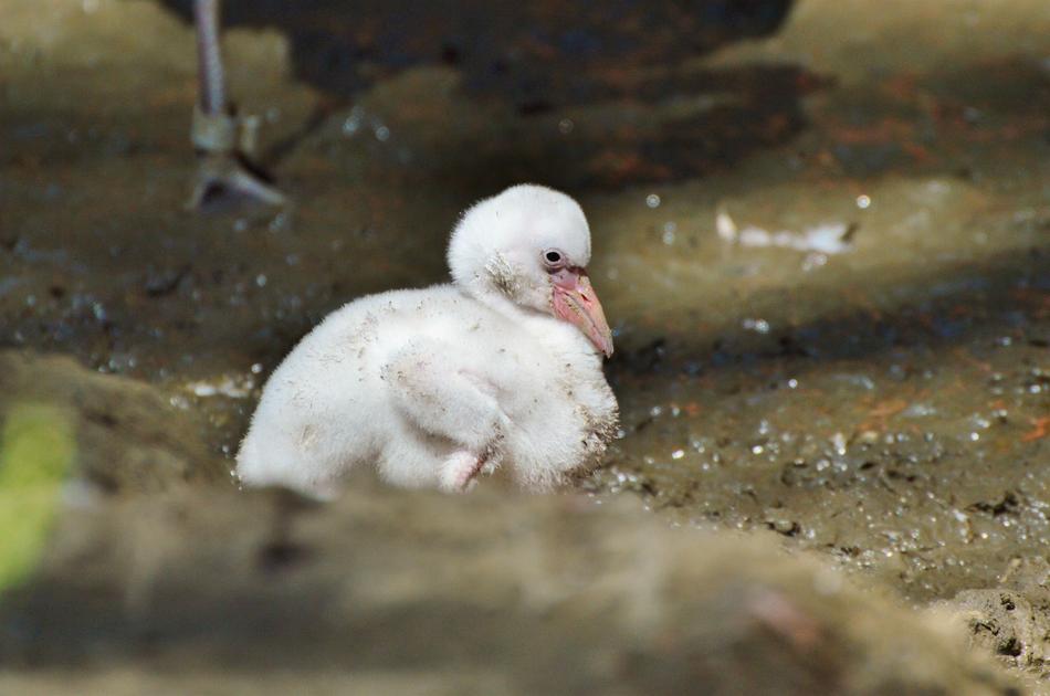 little flamingo in the water