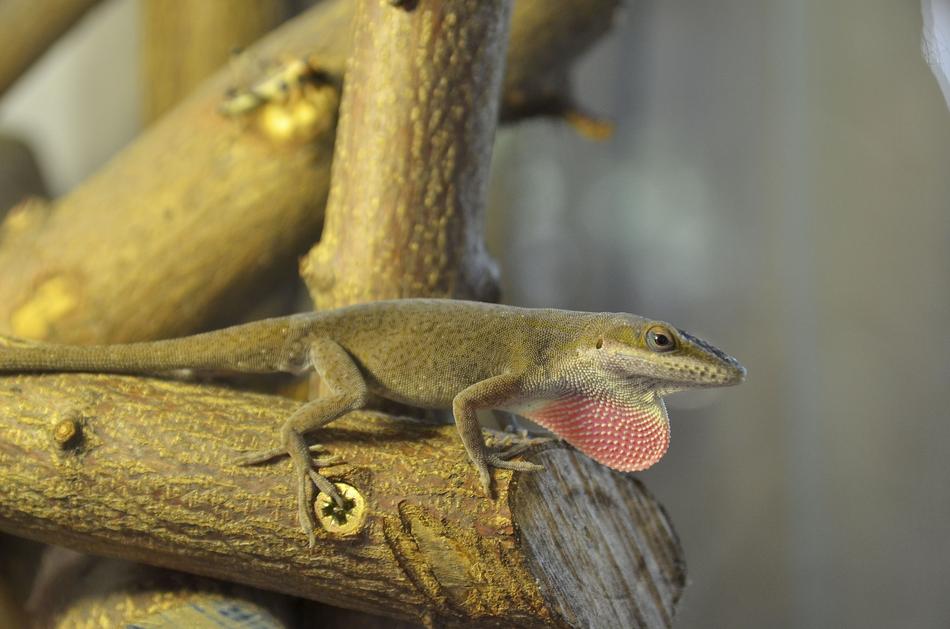Close-up of the cute and beautiful Carolina Anole on the wood