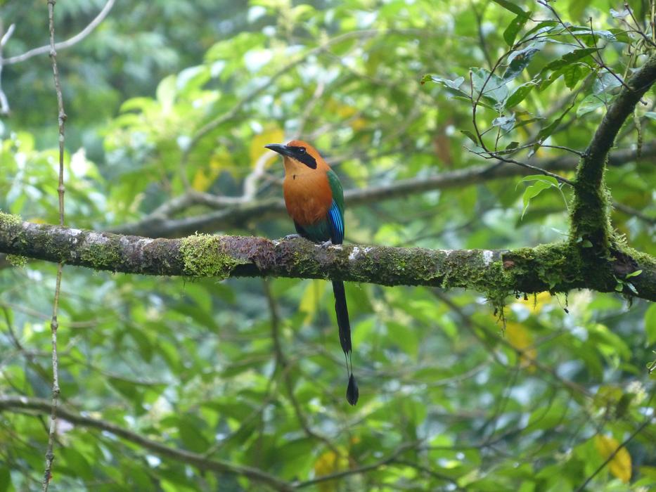Blausheitelmot The bird Momot
