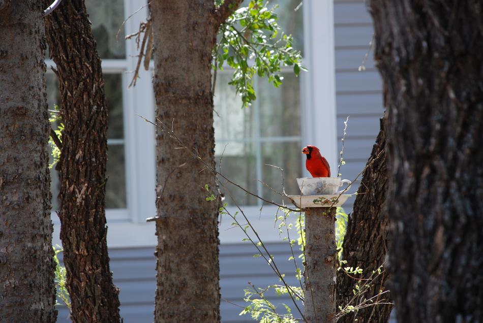 Cardinal Bird Teacup on street