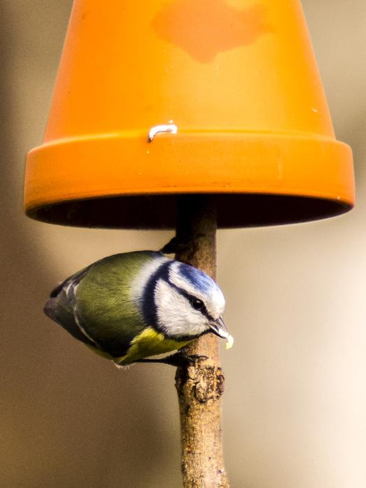 Cute and beautiful blue tit bird on the orange lamp with the branch