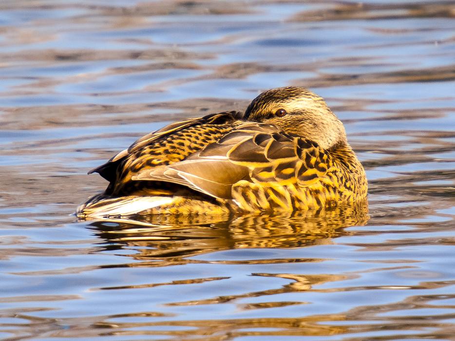 Mallard Duck Bird in water