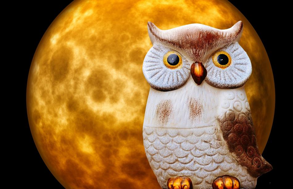 owl on the background of the yellow moon as an illustration