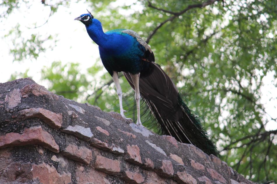 Peacock Bird Of