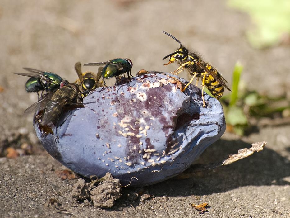 Wasp Insect Plum