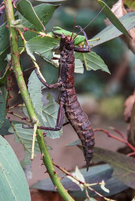 Eurycantha Calcarata or Thorn Ghost