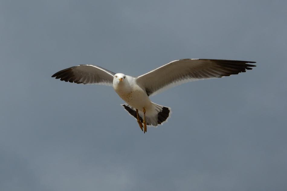 Animal Sky Sea