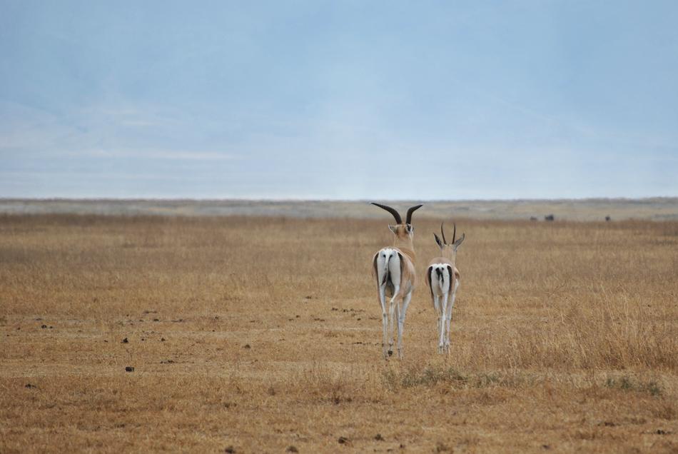 two antelopes in a wild field