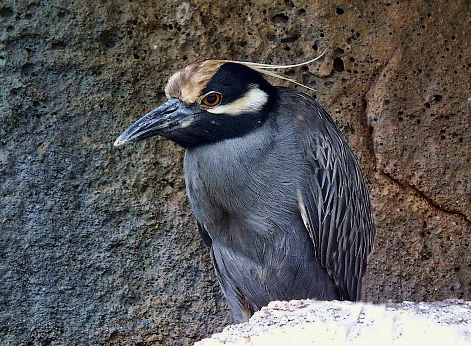 Yellow Crowned bird Night