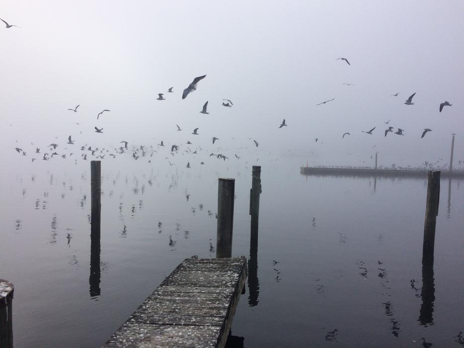 flock of birds by the sea
