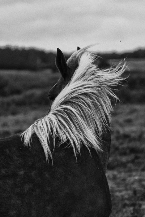 white mane of a beautiful horse