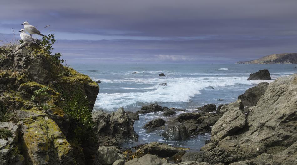 seagull on the rocks in the sea